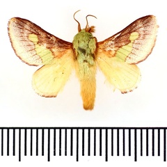 /filer/webapps/moths/media/images/V/viridifascia_Latoia_AM_BMNH.jpg
