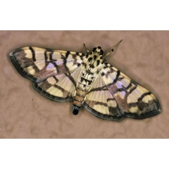 /filer/webapps/moths/media/images/C/callixantha_Pardomima_AF_Roland.jpg