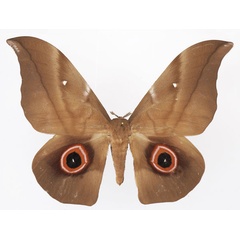 /filer/webapps/moths/media/images/P/phaedusa_Lobobunaea_AM_Basquin_04.jpg