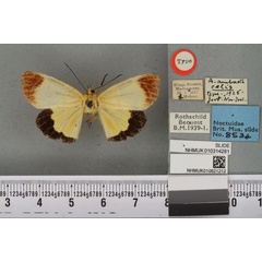 /filer/webapps/moths/media/images/C/celis_Arctiopais_HT_BMNHa.jpg