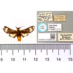 /filer/webapps/moths/media/images/E/elegans_Casphalia_STM_BMNH.jpg