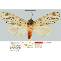 /filer/webapps/moths/media/images/F/formosa_Phryganopteryx_HT_MNHN.jpg