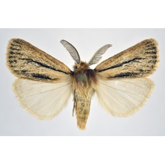 /filer/webapps/moths/media/images/B/bifascia_Laelia_AM_NHMO.jpg