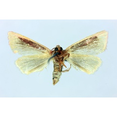 /filer/webapps/moths/media/images/A/albirosea_Timora_LT_MNHNb.jpg