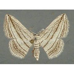 /filer/webapps/moths/media/images/O/opicata_Scopula_AF_TMSA.jpg