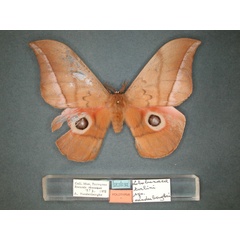 /filer/webapps/moths/media/images/V/vandenberghei_Lobobunaea_HT_RMCA_01.jpg