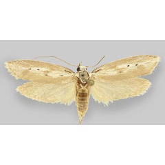 /filer/webapps/moths/media/images/K/karasbergensis_Ethmia_PT_ZMHB.jpg