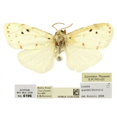 /filer/webapps/moths/media/images/Y/yaseminae_Cyana_PTM_BMNH.jpg