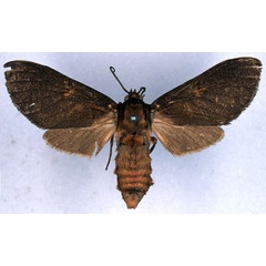 /filer/webapps/moths/media/images/R/rubripuncta_Metarctia_HT_BMNH_01.jpg