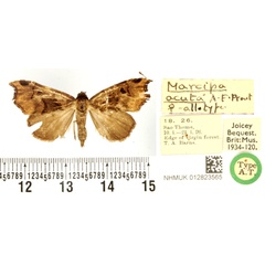 /filer/webapps/moths/media/images/A/acuta_Marcipa_AT_BMNH.jpg