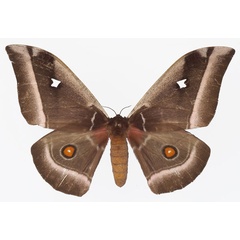 /filer/webapps/moths/media/images/A/alcinoe_Bunaea_AF_Basquina.jpg