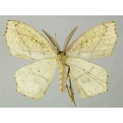 /filer/webapps/moths/media/images/P/prophylacis_Epigynopteryx_HT_ZSMb.jpg