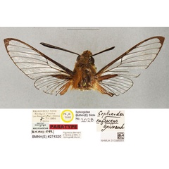 /filer/webapps/moths/media/images/R/rufescens_Cephonodes_PTM_BMNH.jpg