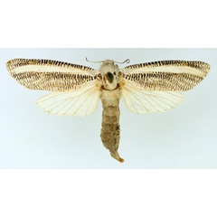 /filer/webapps/moths/media/images/A/asylas_Azygophleps_AF_TMSA.jpg