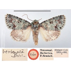 /filer/webapps/moths/media/images/V/verbenata_Diphthera_HT_BMNH.jpg