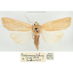 /filer/webapps/moths/media/images/L/longipennis_Leucania_AF_BMNH_03.jpg