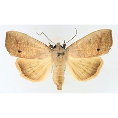 /filer/webapps/moths/media/images/M/multistriata_Exophyla_AM_TMSA_01.jpg