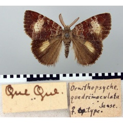 /filer/webapps/moths/media/images/Q/quadrimaculata_Ornithopsyche_HT_TMSA.jpg