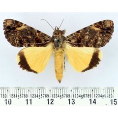 /filer/webapps/moths/media/images/V/variegata_Ulotrichopus_AM_BMNH.jpg