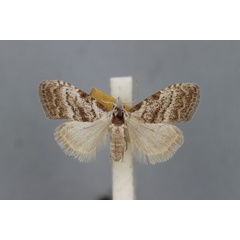 /filer/webapps/moths/media/images/T/townsendi_Nolidia_PT_BMNH.jpg
