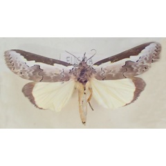 /filer/webapps/moths/media/images/M/malgassica_Eligma_A_PZBT_02_LpeL1WB.jpg