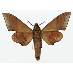/filer/webapps/moths/media/images/P/prionites_Neopolyptychus_AM_Basquin_01b.jpg