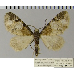 /filer/webapps/moths/media/images/P/personata_Eupithecia_AM_ZSM.jpg