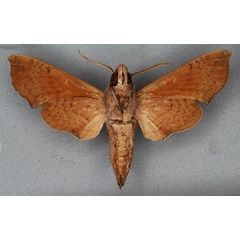 /filer/webapps/moths/media/images/N/nitida_Temnora_ST_BMNHb.jpg