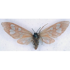 /filer/webapps/moths/media/images/C/carnea_Pseudothyretes_HT_BMNH_02.jpg