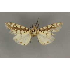 /filer/webapps/moths/media/images/R/ramivitta_Afrowatsonius_HT_BMNH.jpg