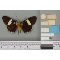 /filer/webapps/moths/media/images/N/nigrescens_Rothia_ST_BMNHb.jpg