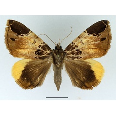/filer/webapps/moths/media/images/I/intercisa_Achaea_AF_Basquin.jpg