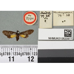 /filer/webapps/moths/media/images/S/simplex_Pseudonaclia_HT_BMNHa.jpg