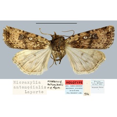 /filer/webapps/moths/media/images/A/antemedialis_Micraxylia_HT_MNHN.jpg