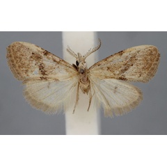 /filer/webapps/moths/media/images/I/illaudata_Vandamia_HT_BMNH.jpg