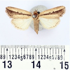 /filer/webapps/moths/media/images/L/lunulata_Mythimna_AM_BMNH.jpg