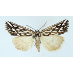 /filer/webapps/moths/media/images/T/trofonia_Argyrophora_AM_TMSA_02.jpg