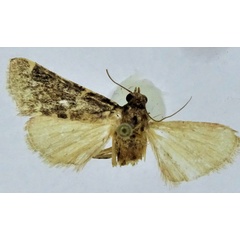 /filer/webapps/moths/media/images/D/dhofaralis_Pithyllis_HT_ZSM.jpg