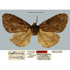 /filer/webapps/moths/media/images/L/lineata_Gallienica_AT_MNHN.jpg