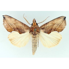/filer/webapps/moths/media/images/T/triobliqua_Oraesia_AM_TMSA_01.jpg