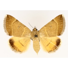 /filer/webapps/moths/media/images/L/lutosa_Plecopterodes_AF_TMSA_01.jpg