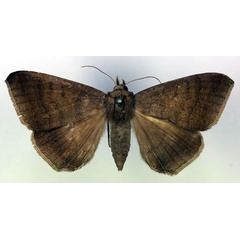 /filer/webapps/moths/media/images/B/boris_Achaea_AF_RMCA.jpg