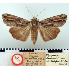 /filer/webapps/moths/media/images/C/callixena_Magusa_HT_BMNH.jpg