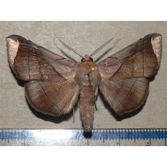/filer/webapps/moths/media/images/A/apicata_Gorua_A_Goff_01.jpg
