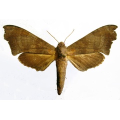 /filer/webapps/moths/media/images/H/hollandi_Polyptychus_AF_Basquin_01.jpg