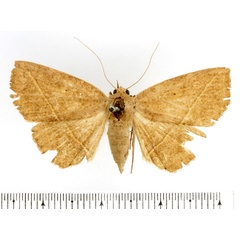 /filer/webapps/moths/media/images/G/geometroides_Ugia_AF_BMNH.jpg