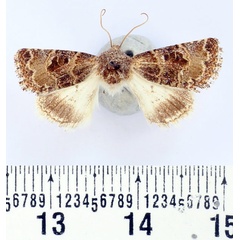 /filer/webapps/moths/media/images/K/kneuckeri_Acrobyla_AM_BMNH_02.jpg