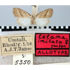 /filer/webapps/moths/media/images/I/imitata_Celama_AT_TMSA.jpg