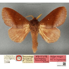 /filer/webapps/moths/media/images/T/tamatavae_Lasiocampa_NT_BMNH.jpg