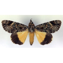 /filer/webapps/moths/media/images/P/pseudocatocala_Ulotrichopus_A_RMCA.jpg